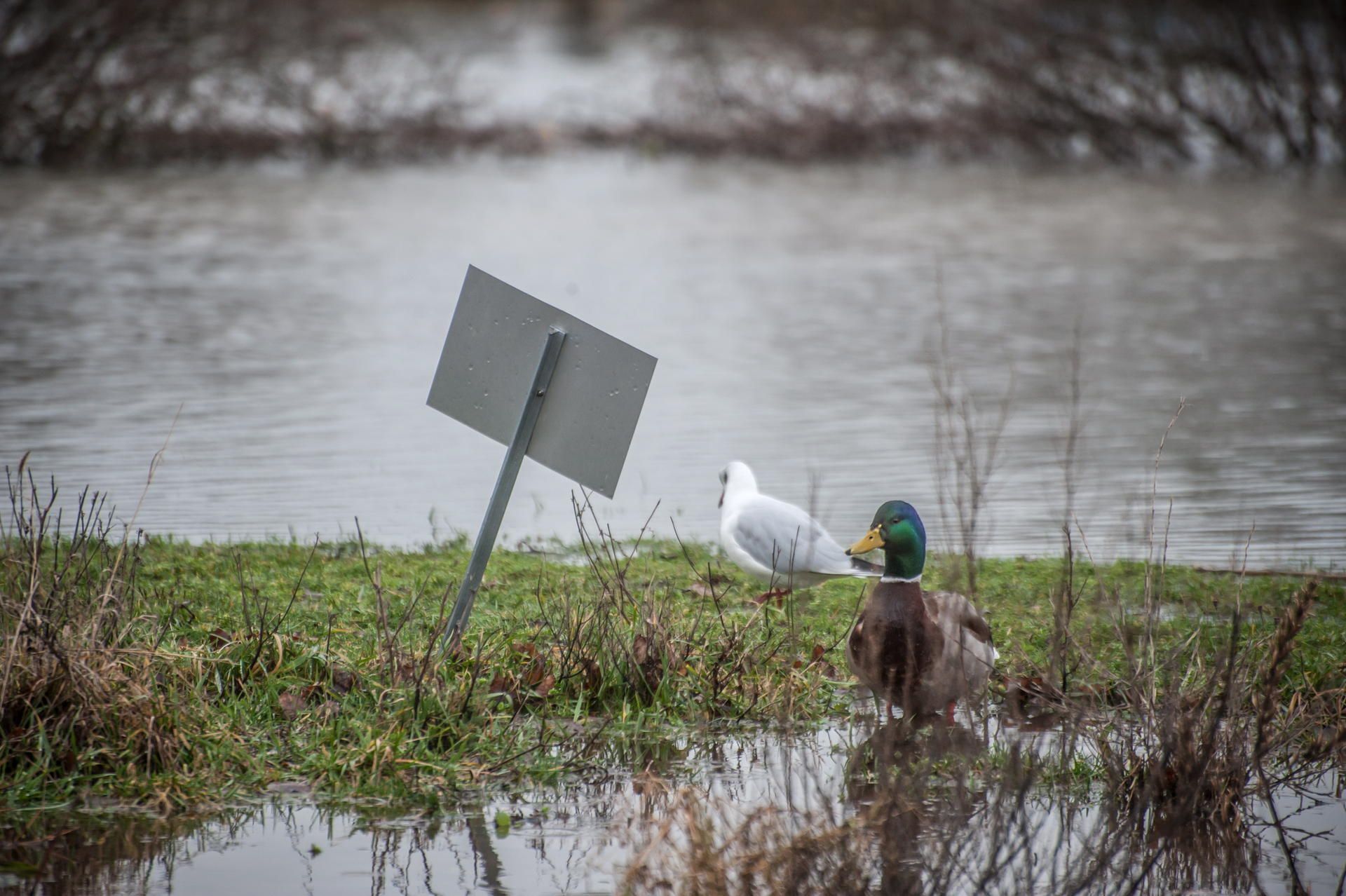 hitdorf-hochwasser-_leverkusen_ALF_7120