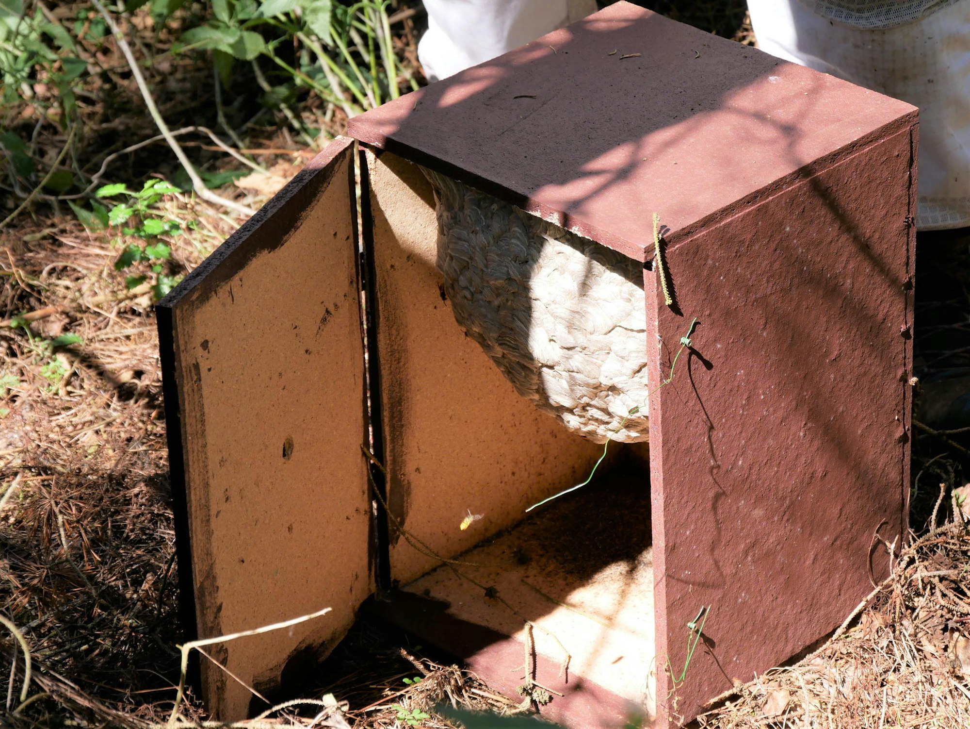 Imker Sascha Theisgen 2