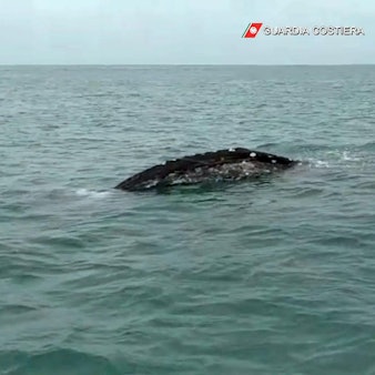 Grauwal Mittelmeer dpa