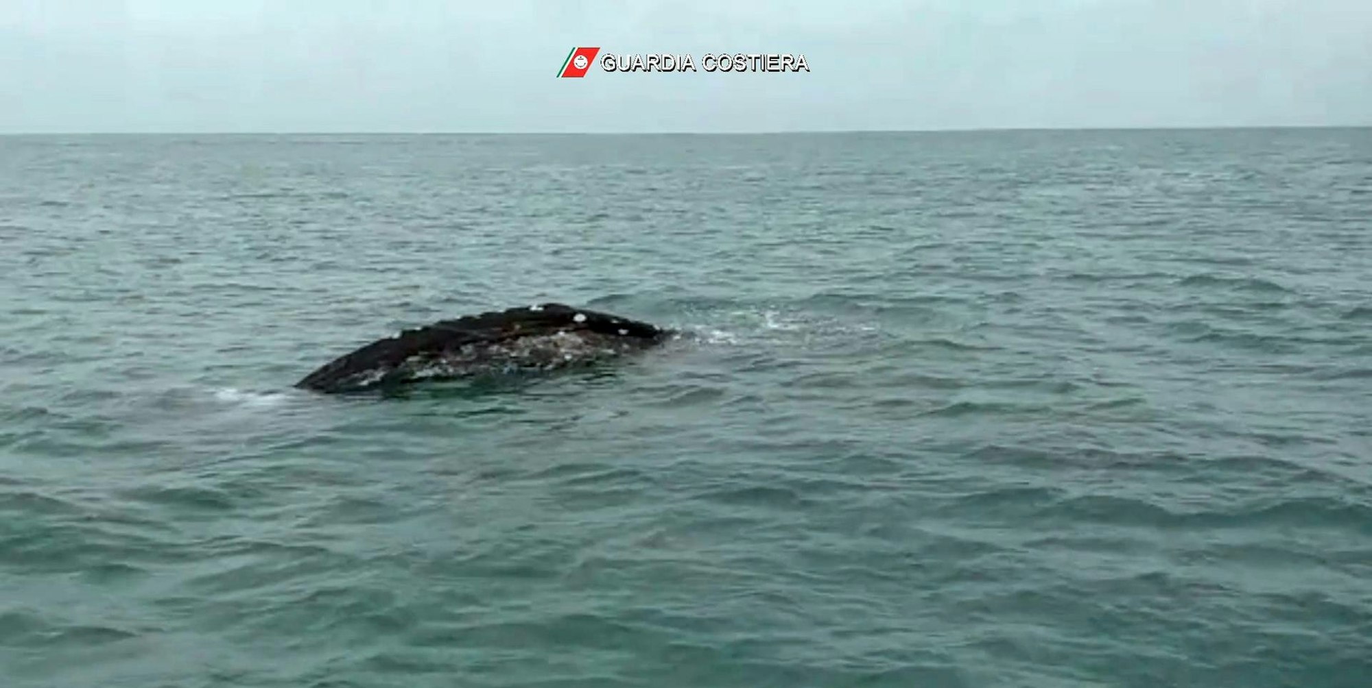 Grauwal Mittelmeer dpa