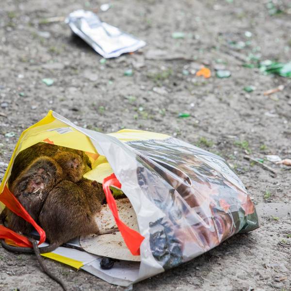 Ratten Kölnberg