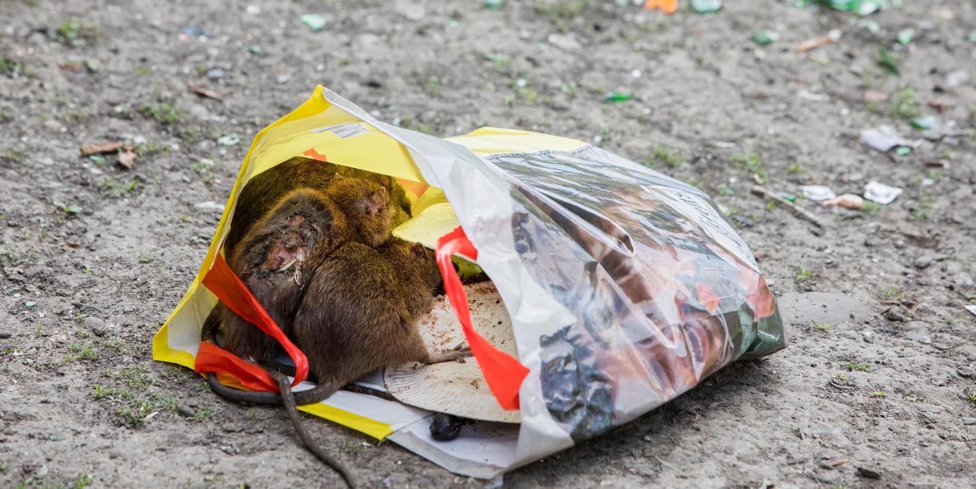 Ratten Kölnberg