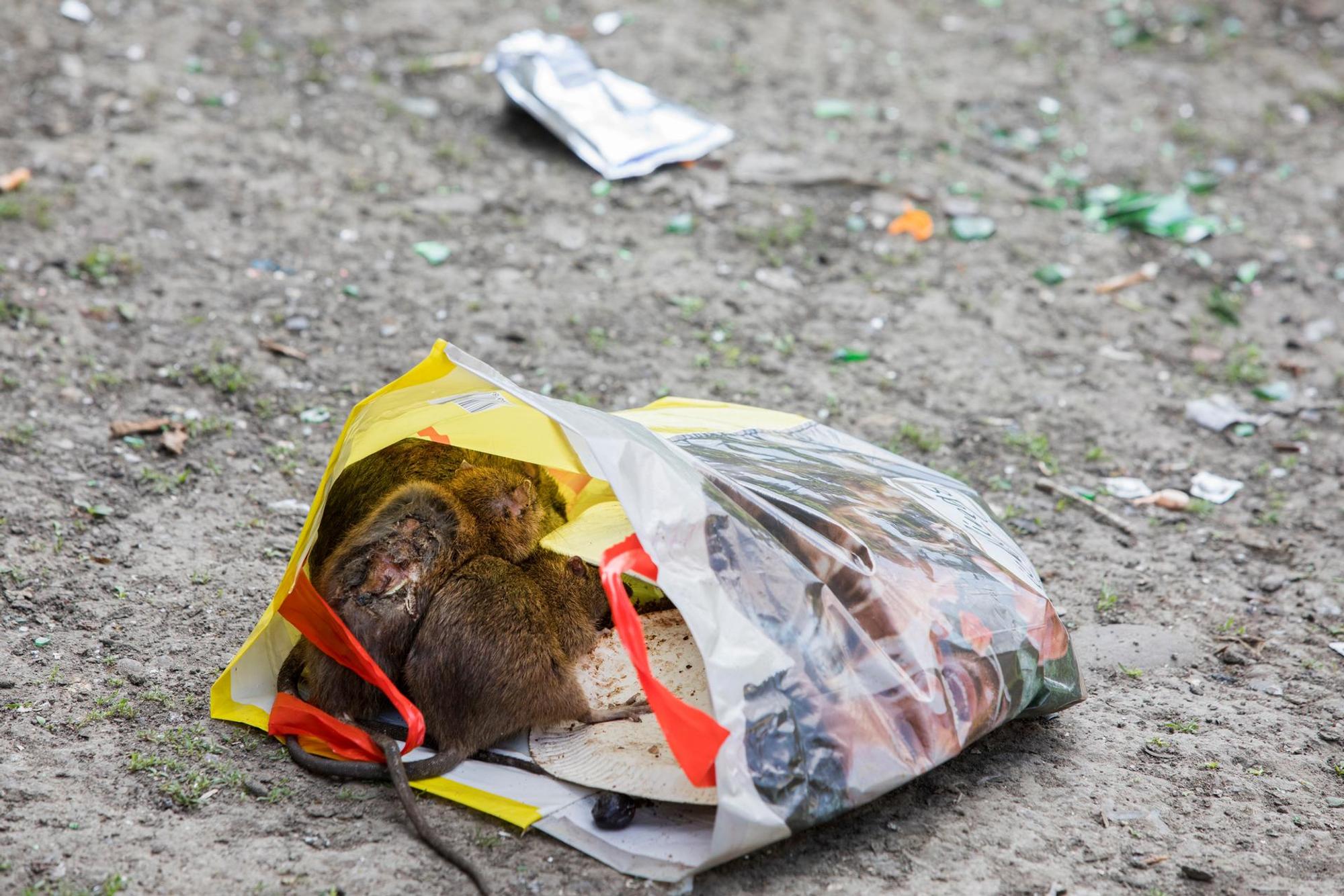 Ratten Kölnberg