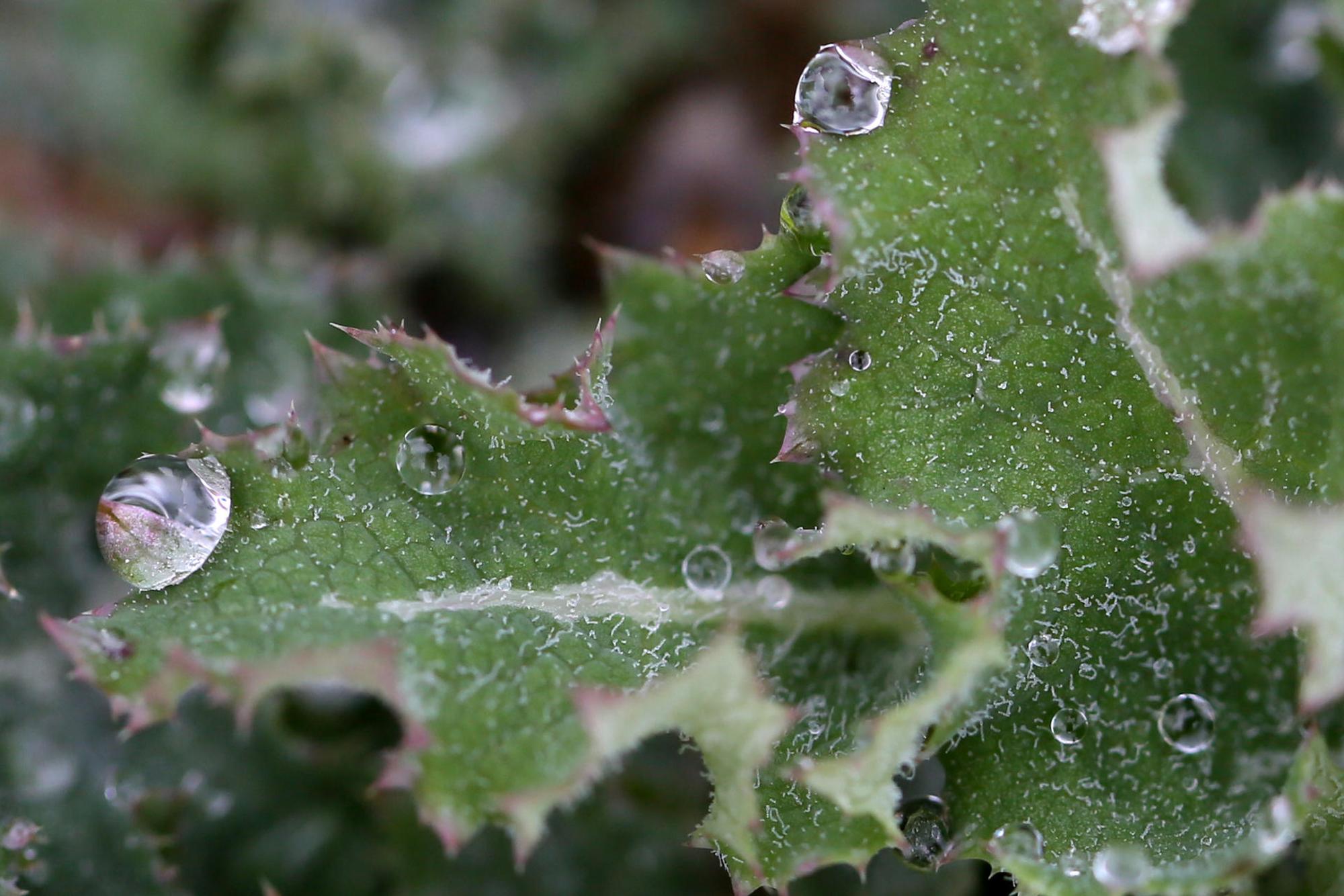 Gartenkalender 2019 Januar Distel