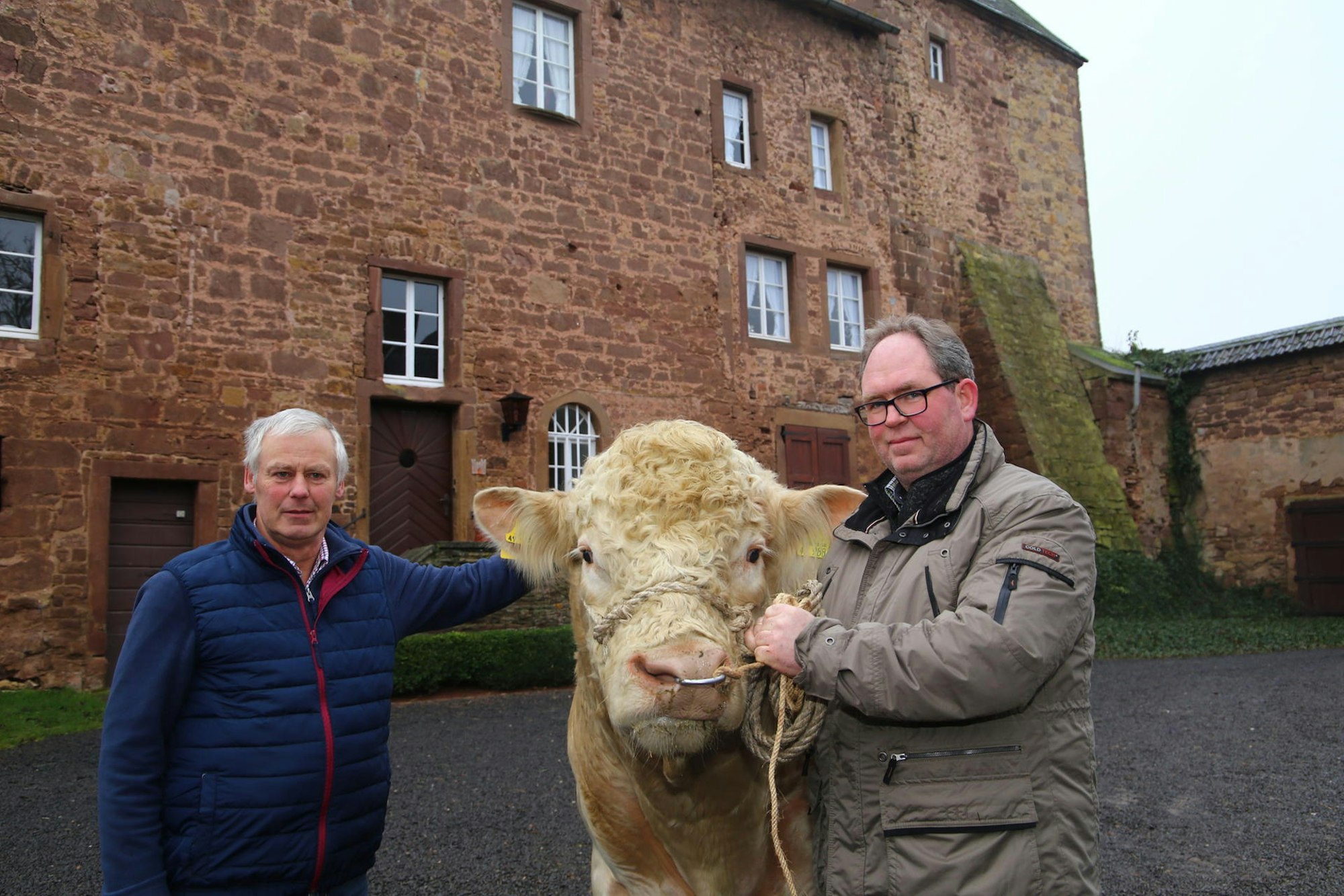 Berg_Charolais_Bulle_1