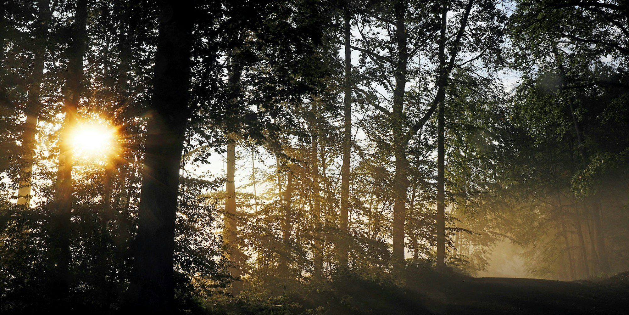 Wald_Sonnenaufgang
