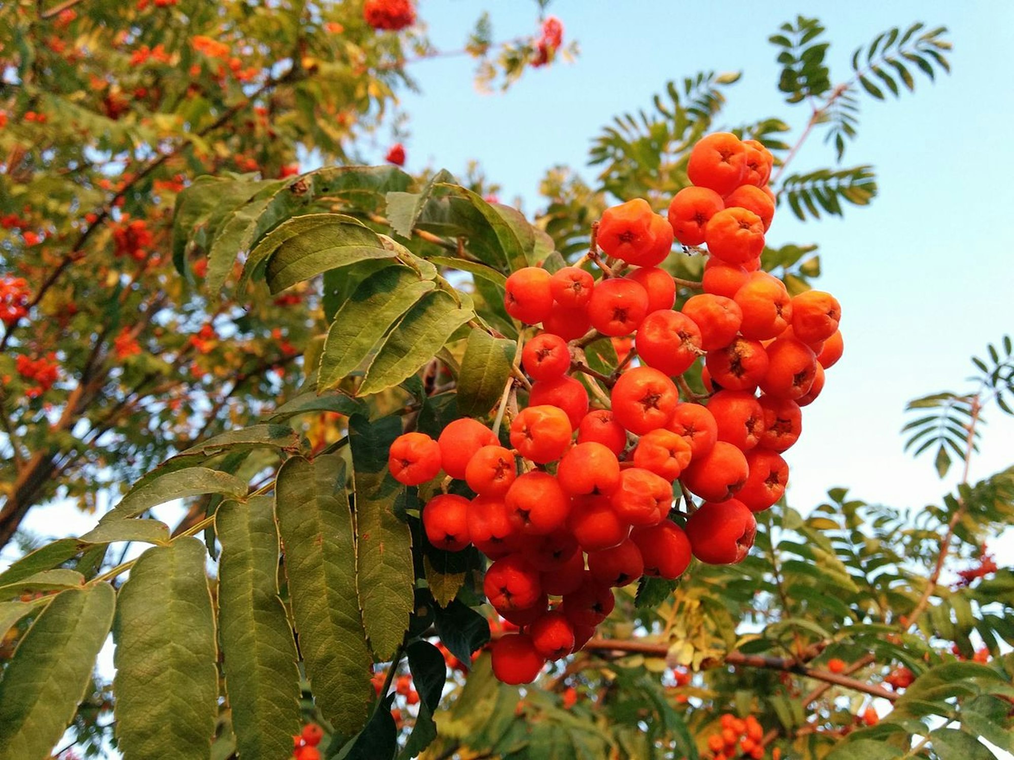 Wiki 3.0 Schwarzweisz Vogelbeere_September_2016