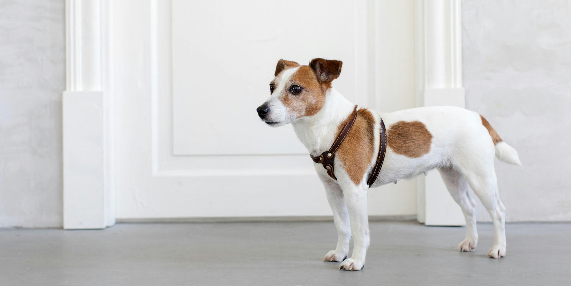Hund Getty Images