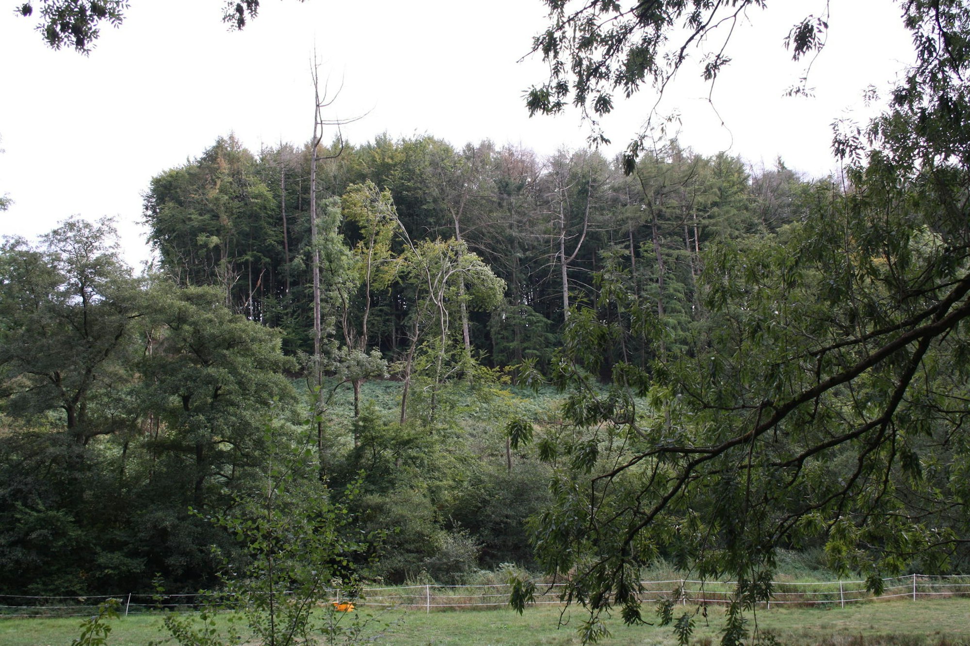 Leichlingen Waldspaziergang2 Schulwald