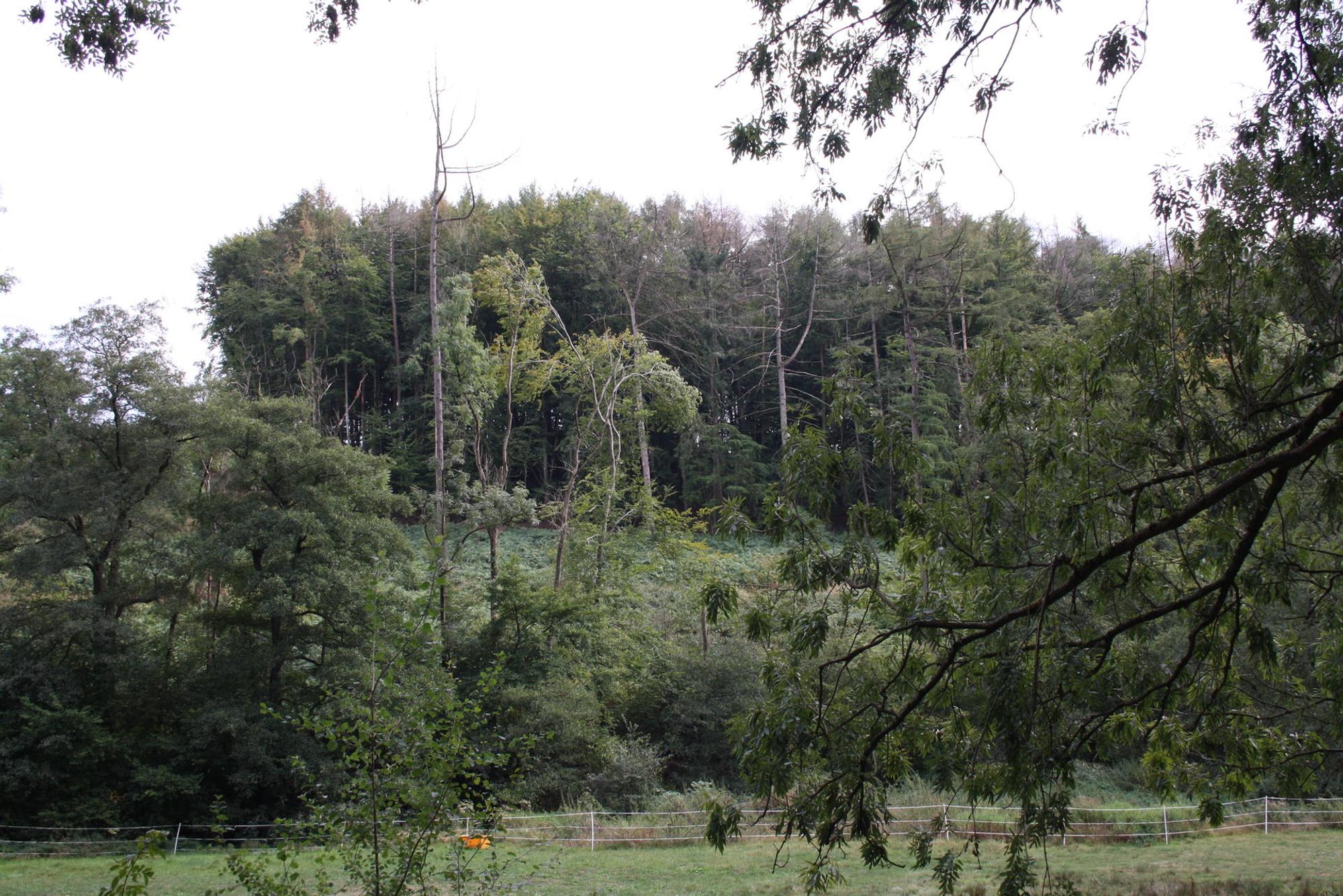Leichlingen Waldspaziergang2 Schulwald