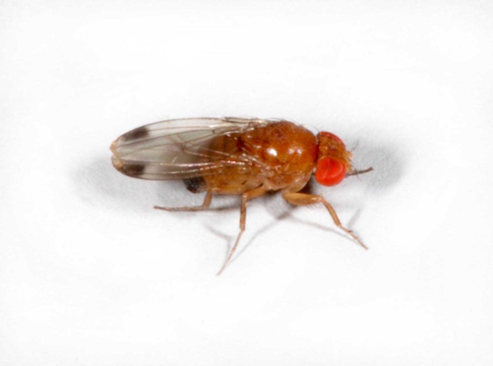 Kirschessigfliege-Männchen Wikimedia - Phycus