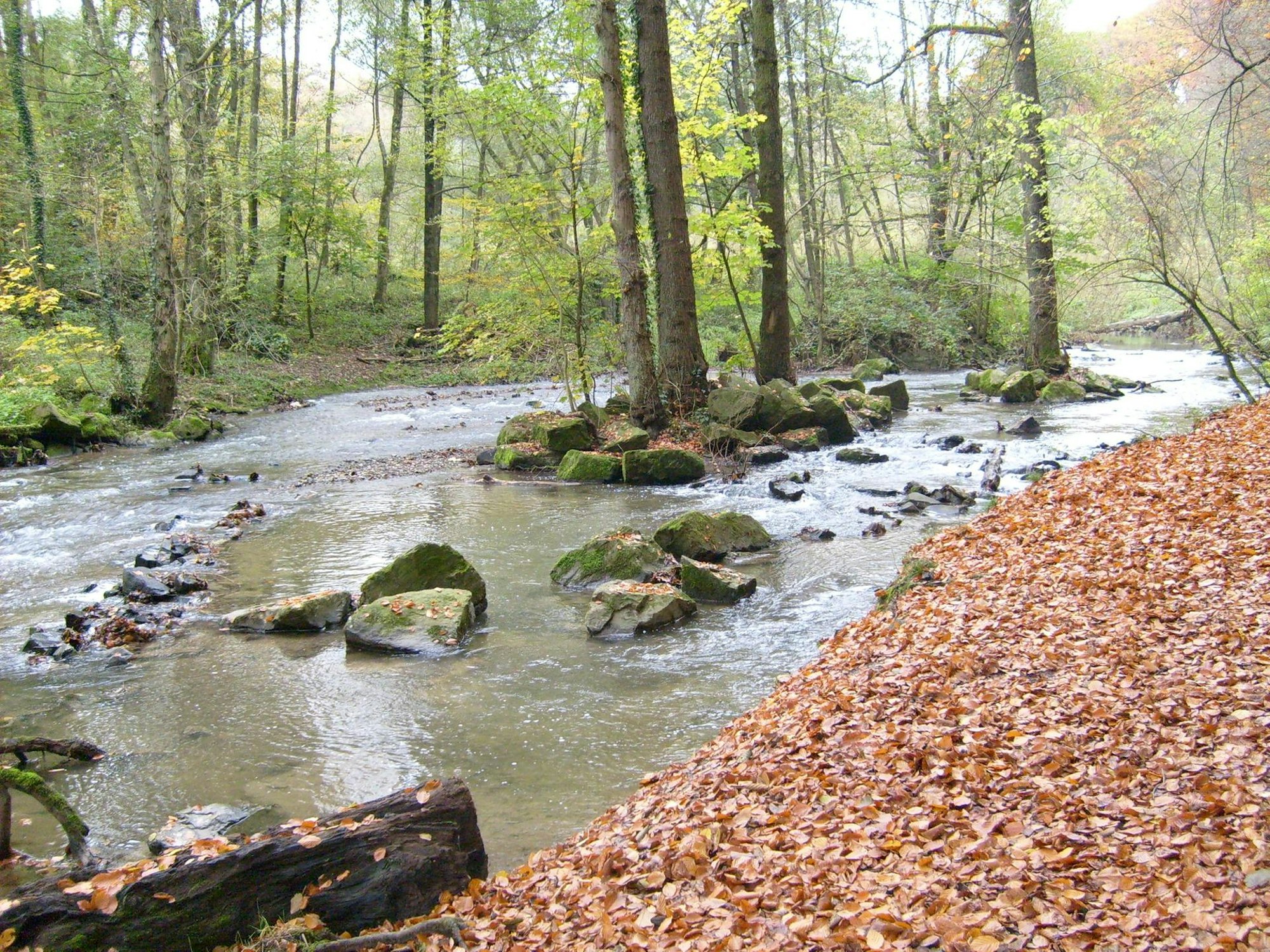 Düssel-Neandertal04