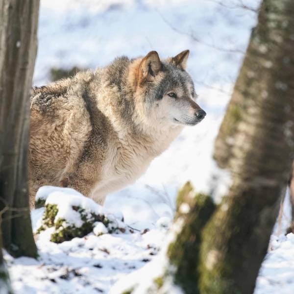Wolf
