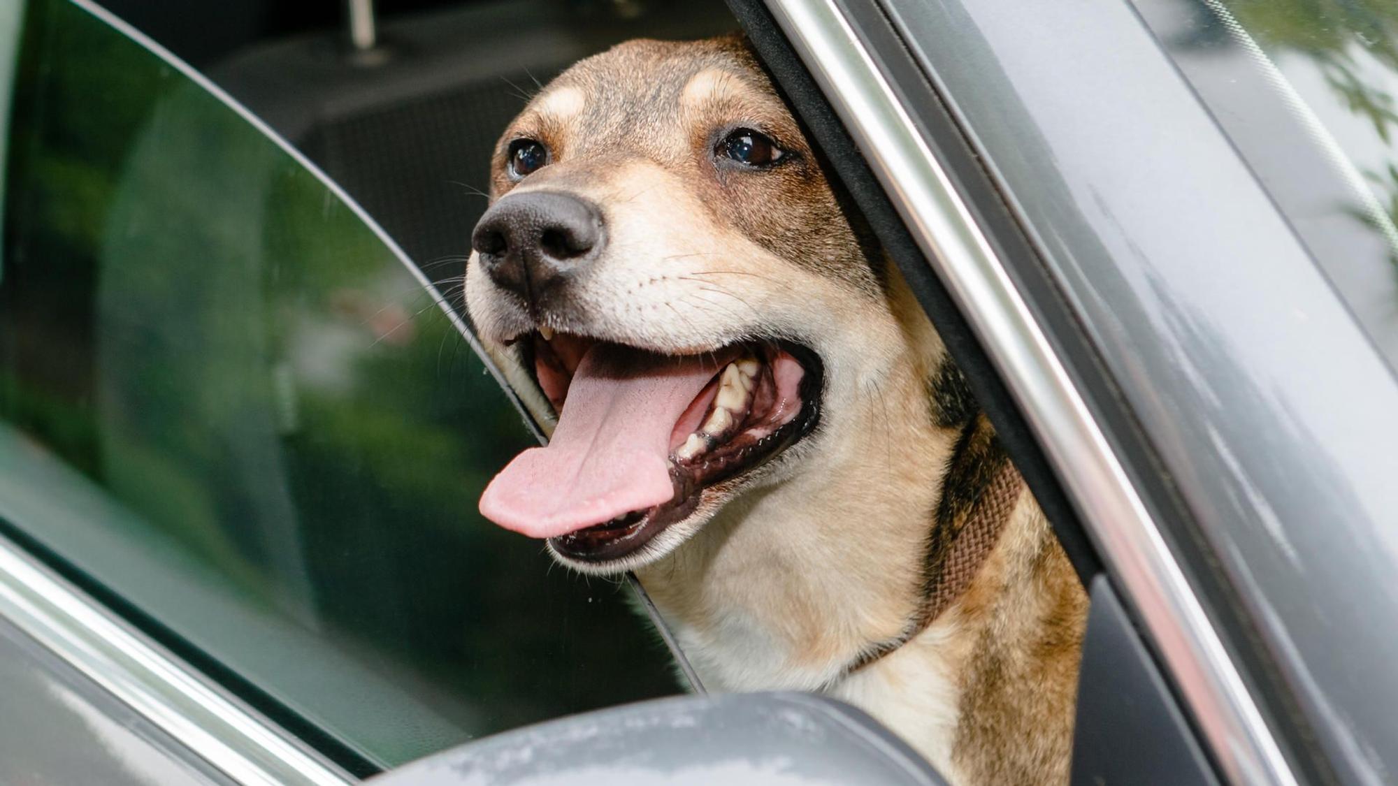 Hund im Auto