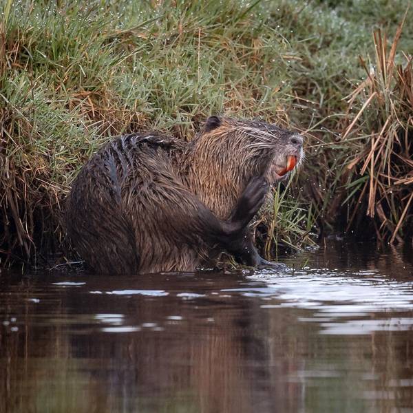 Morgenspaziergang_Nutria