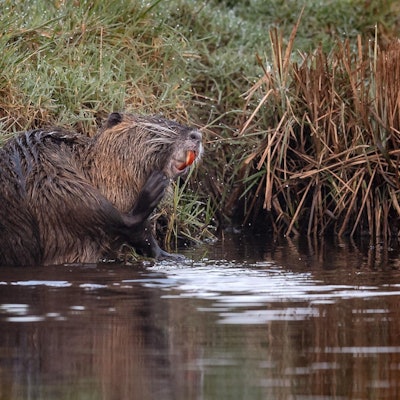 Morgenspaziergang_Nutria