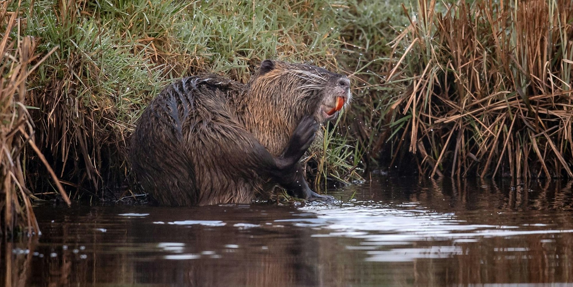 Morgenspaziergang_Nutria