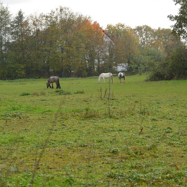 Arlinghaus__Pferdewiese_5.11.19_Proteste gegen Wohnblöcke