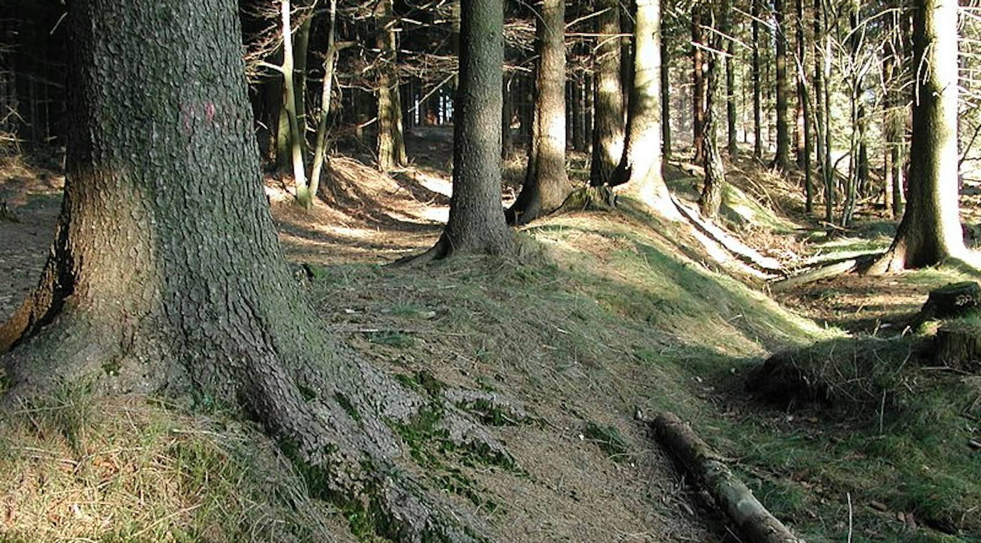 Blick in den Marscheider Wald in Wuppertal.