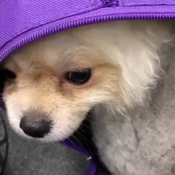 geschmuggelterHund
