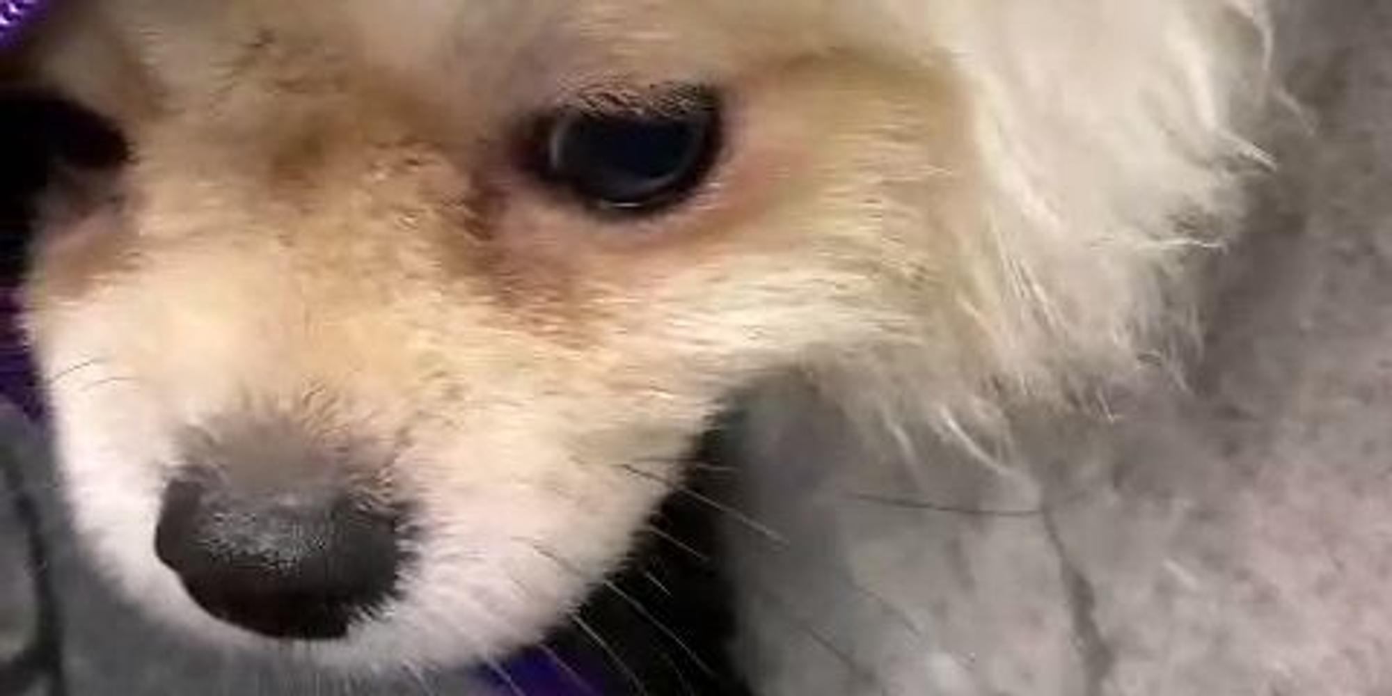 geschmuggelterHund