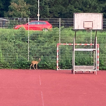 Neuer Inhalt (1)