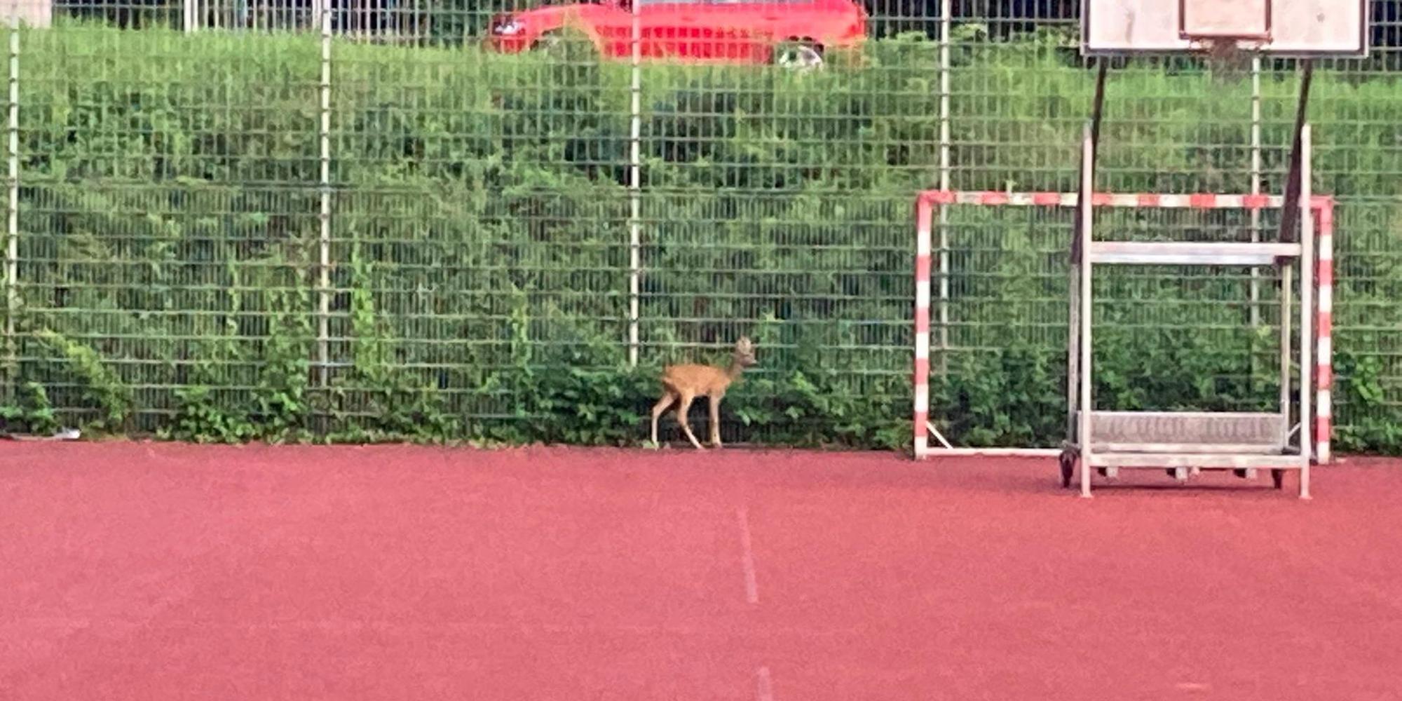 Neuer Inhalt (1)