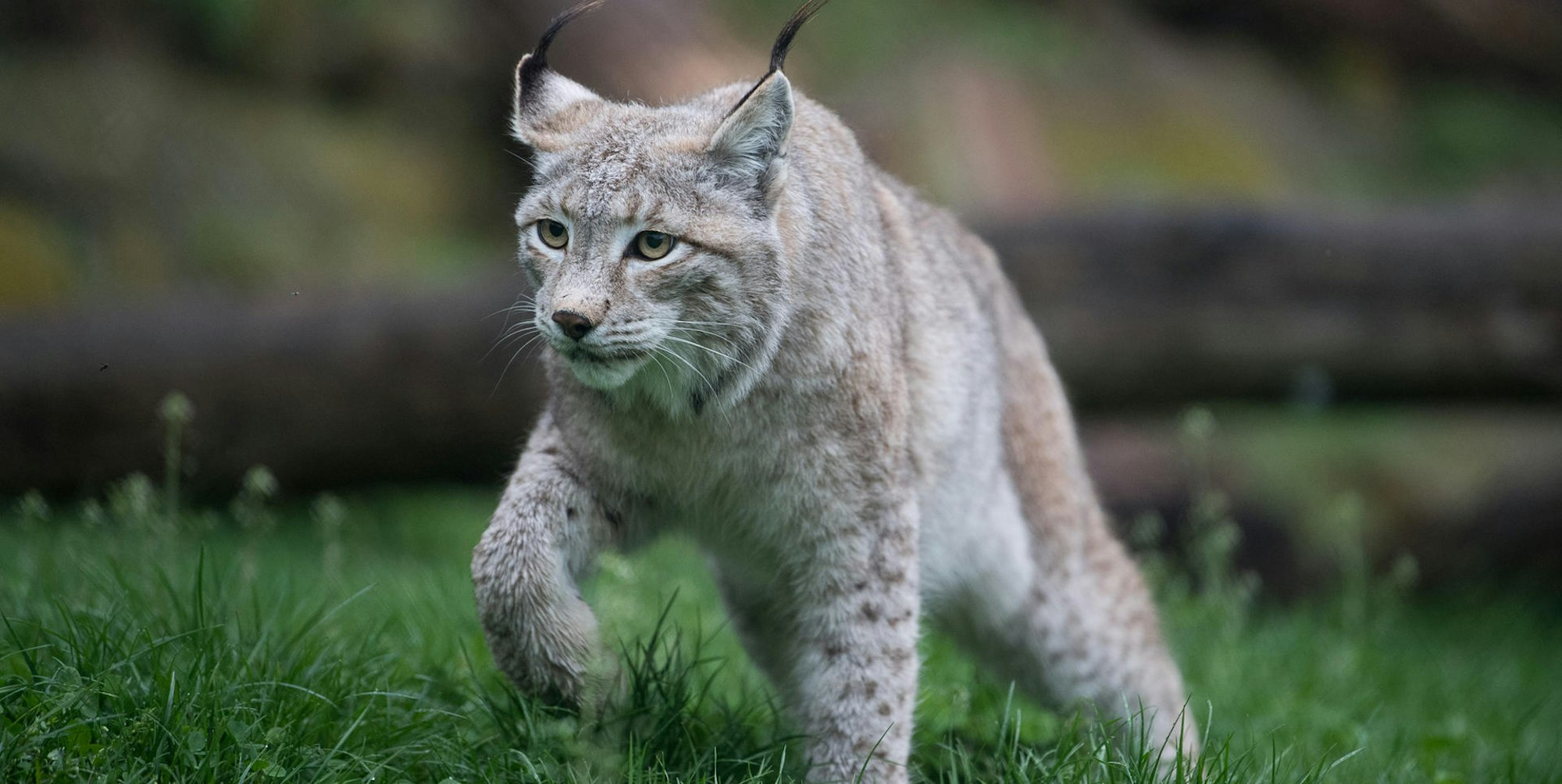 Eurasischer_Luchs