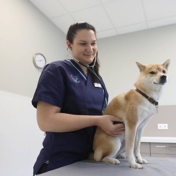 Shiba Inu