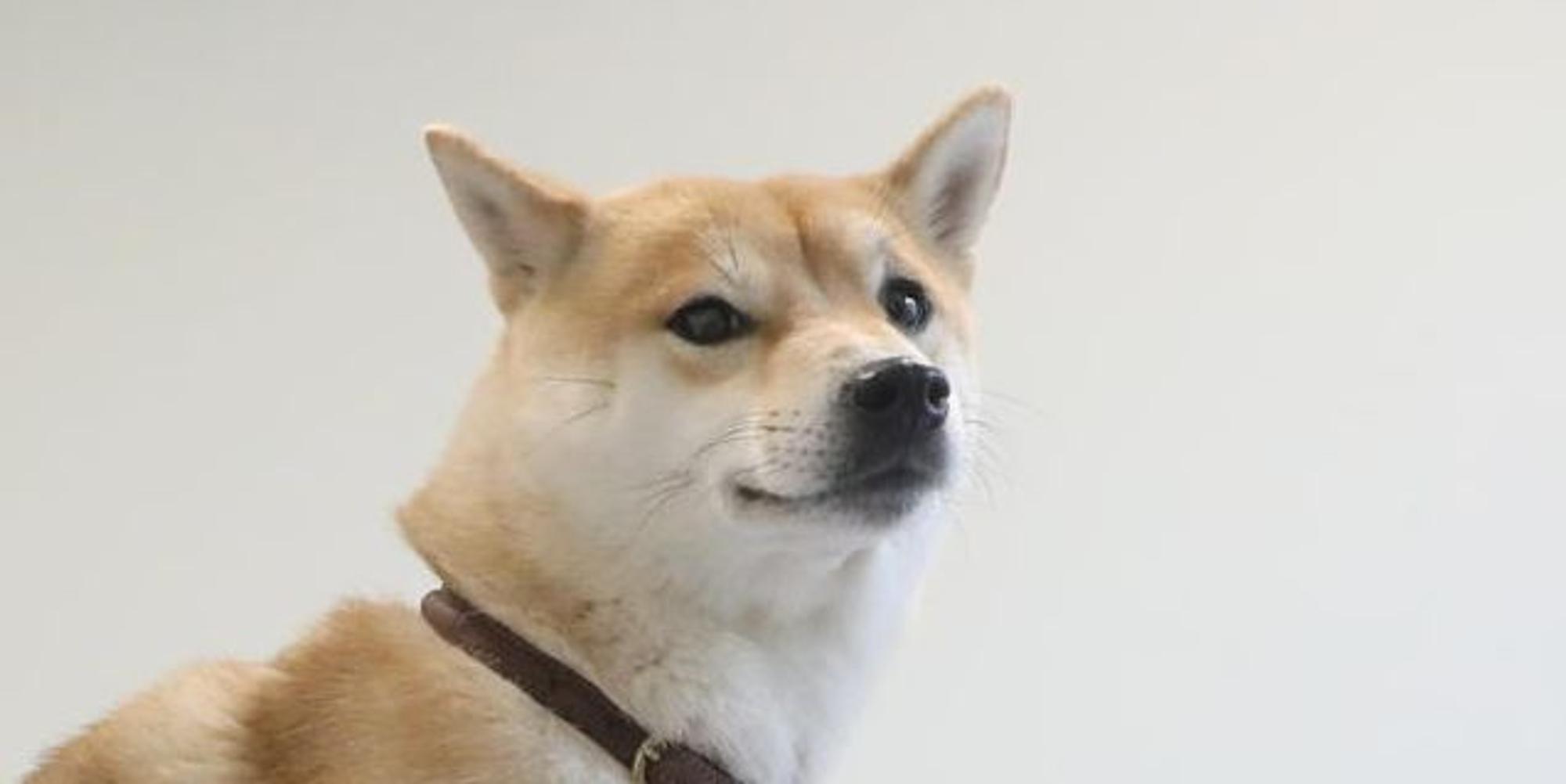 Shiba Inu