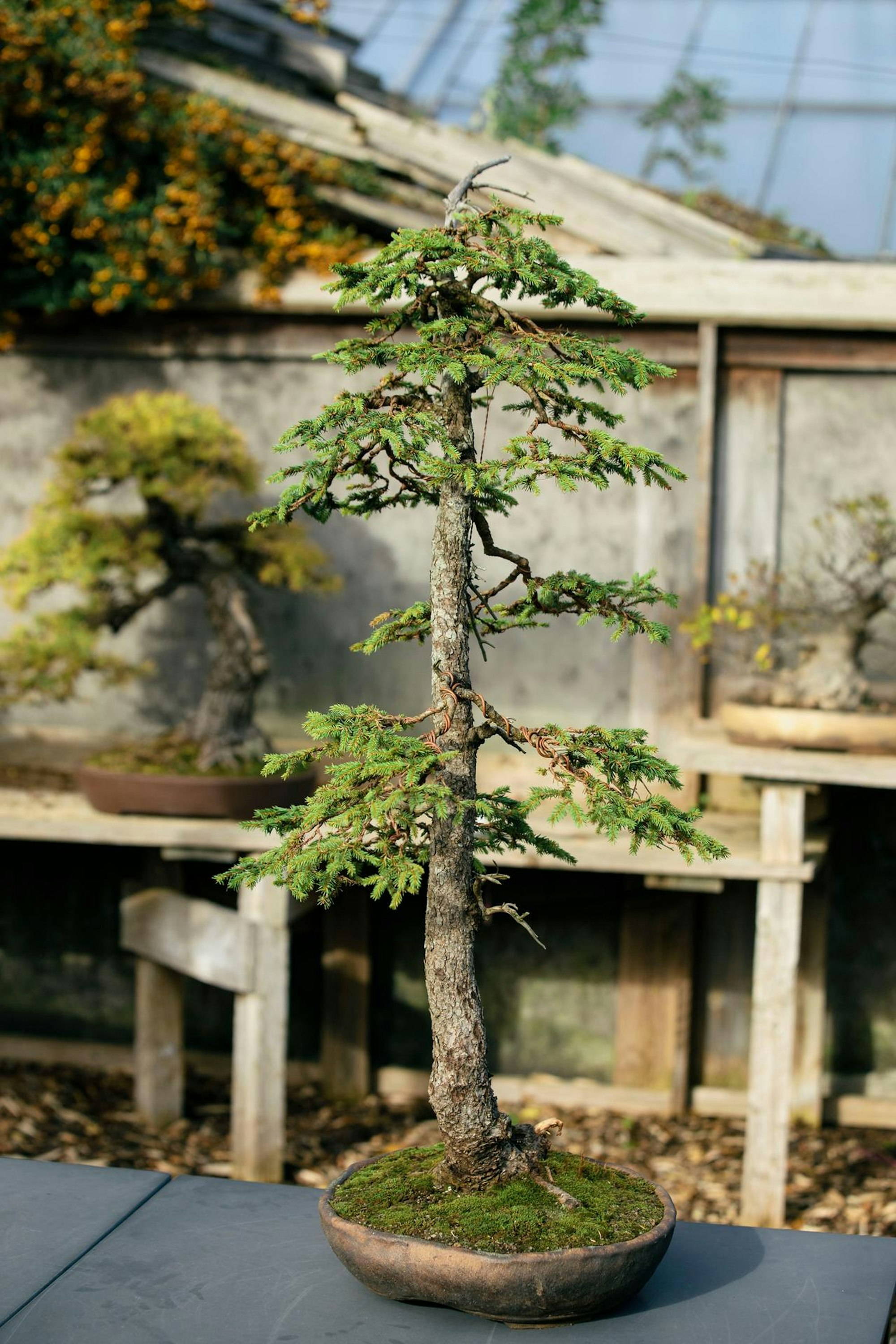 20171030_Bonsai_Museum-0783