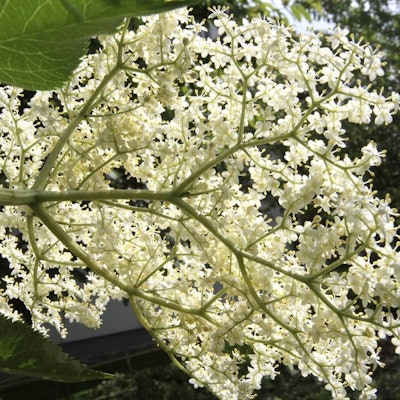 HolunderChromorageimago69389163h