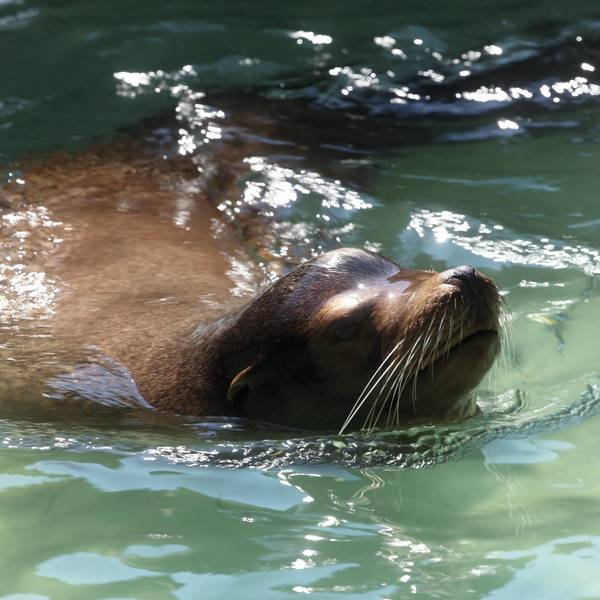 Seelöwe Kölner Zoo