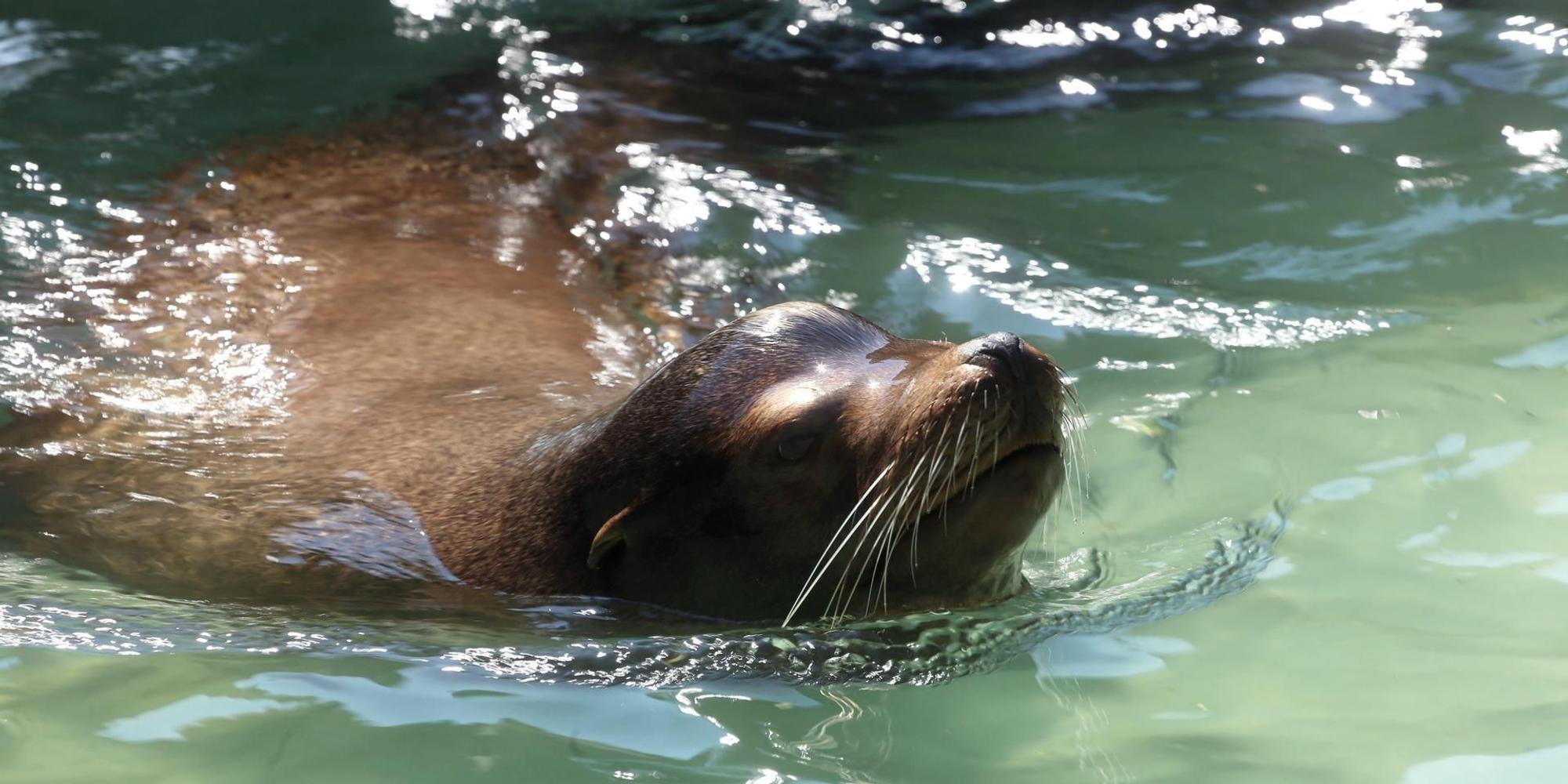 Seelöwe Kölner Zoo