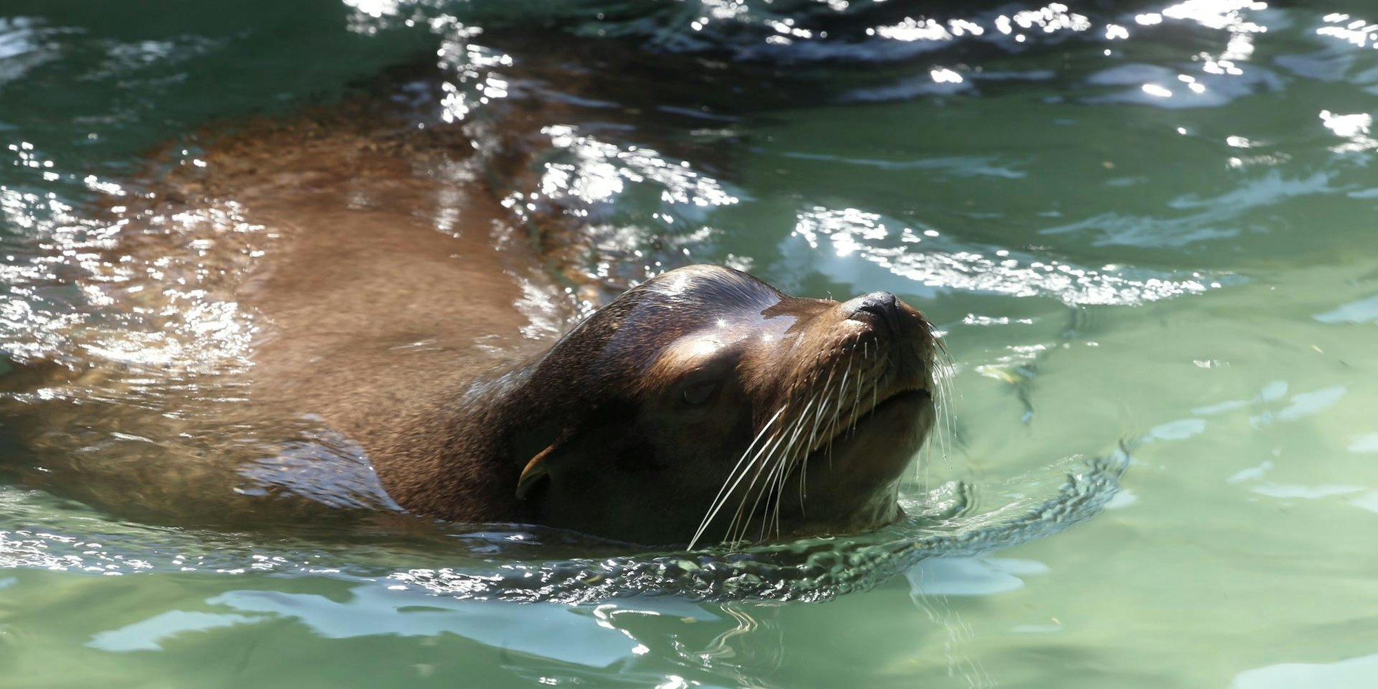 Seelöwe Kölner Zoo