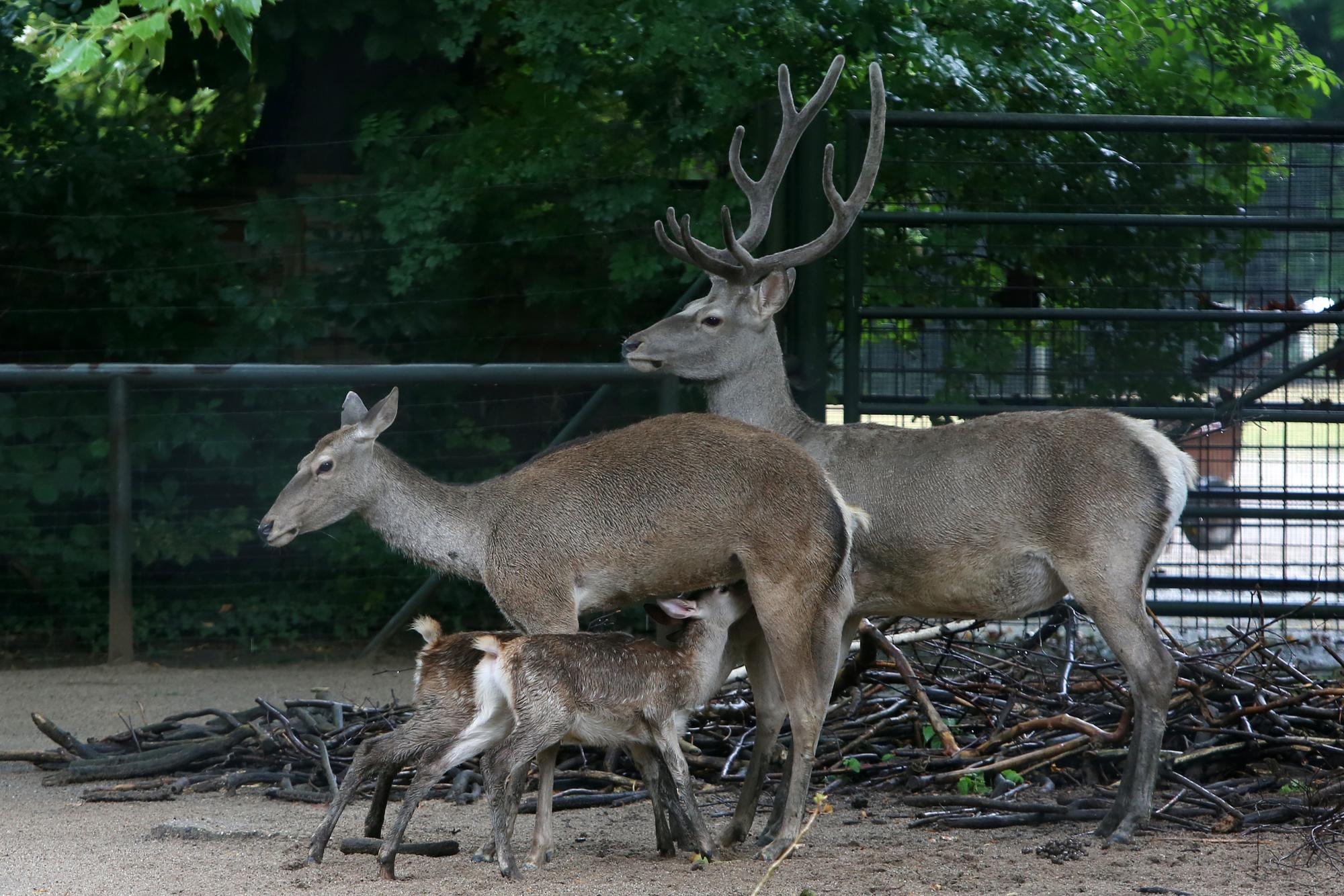 28072016_ Bucharahirschkälber_03