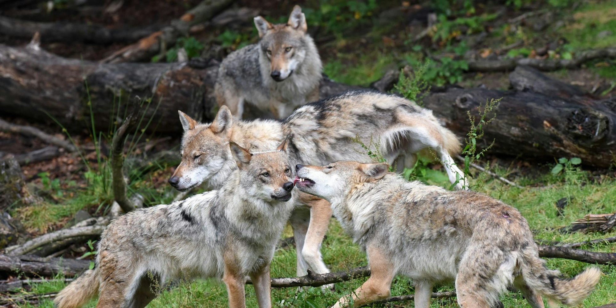 Wölfe