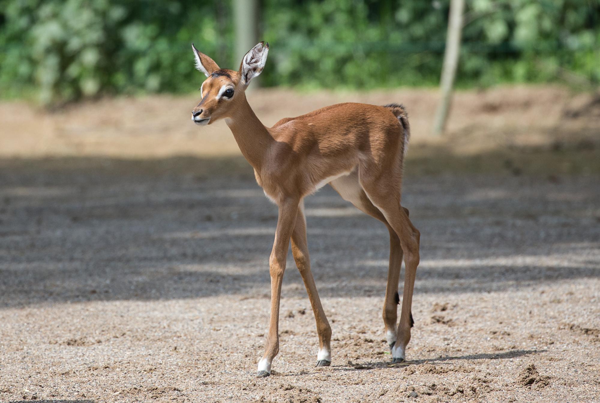 impala
