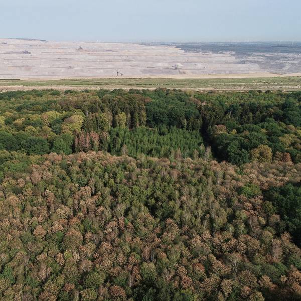 Hambacher Wald vertrocknet