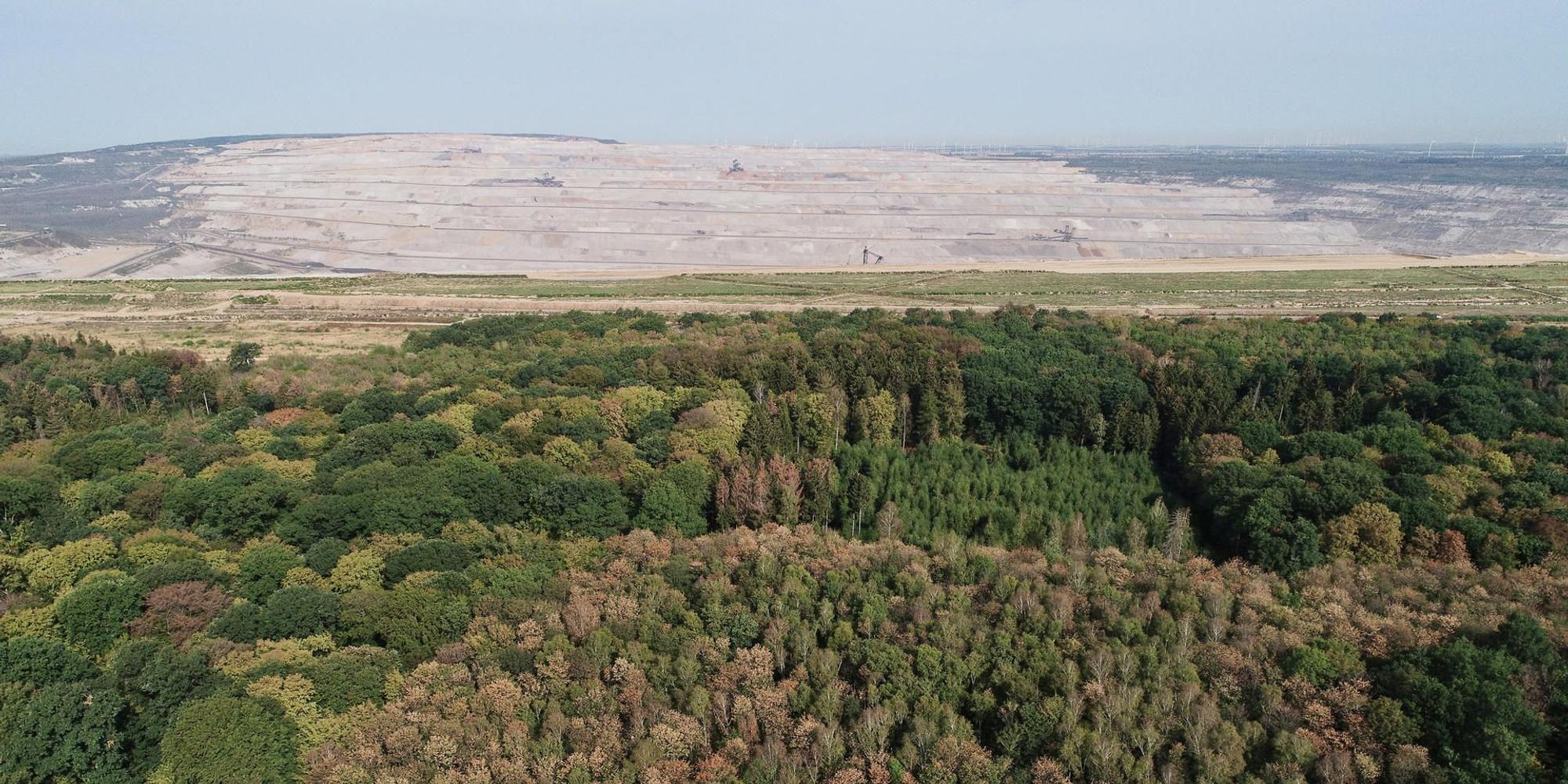 Hambacher Wald vertrocknet