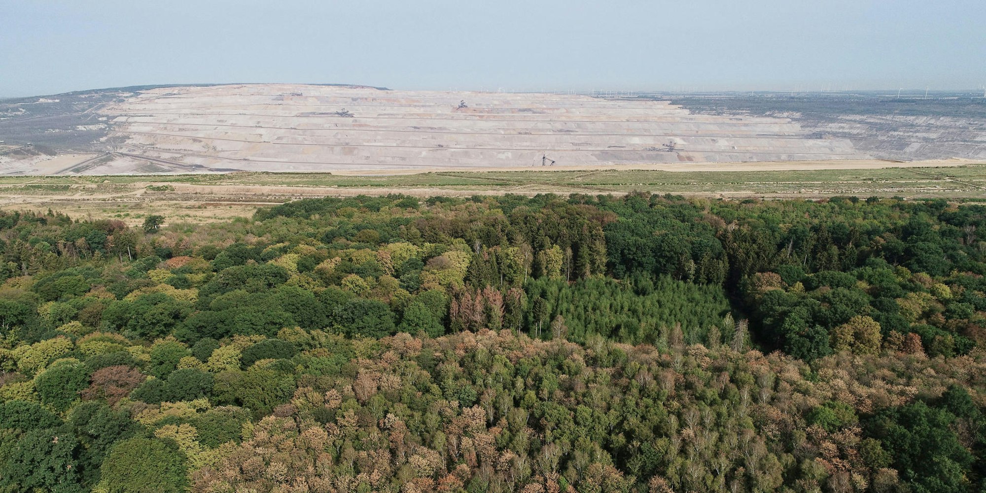 Hambacher Wald vertrocknet