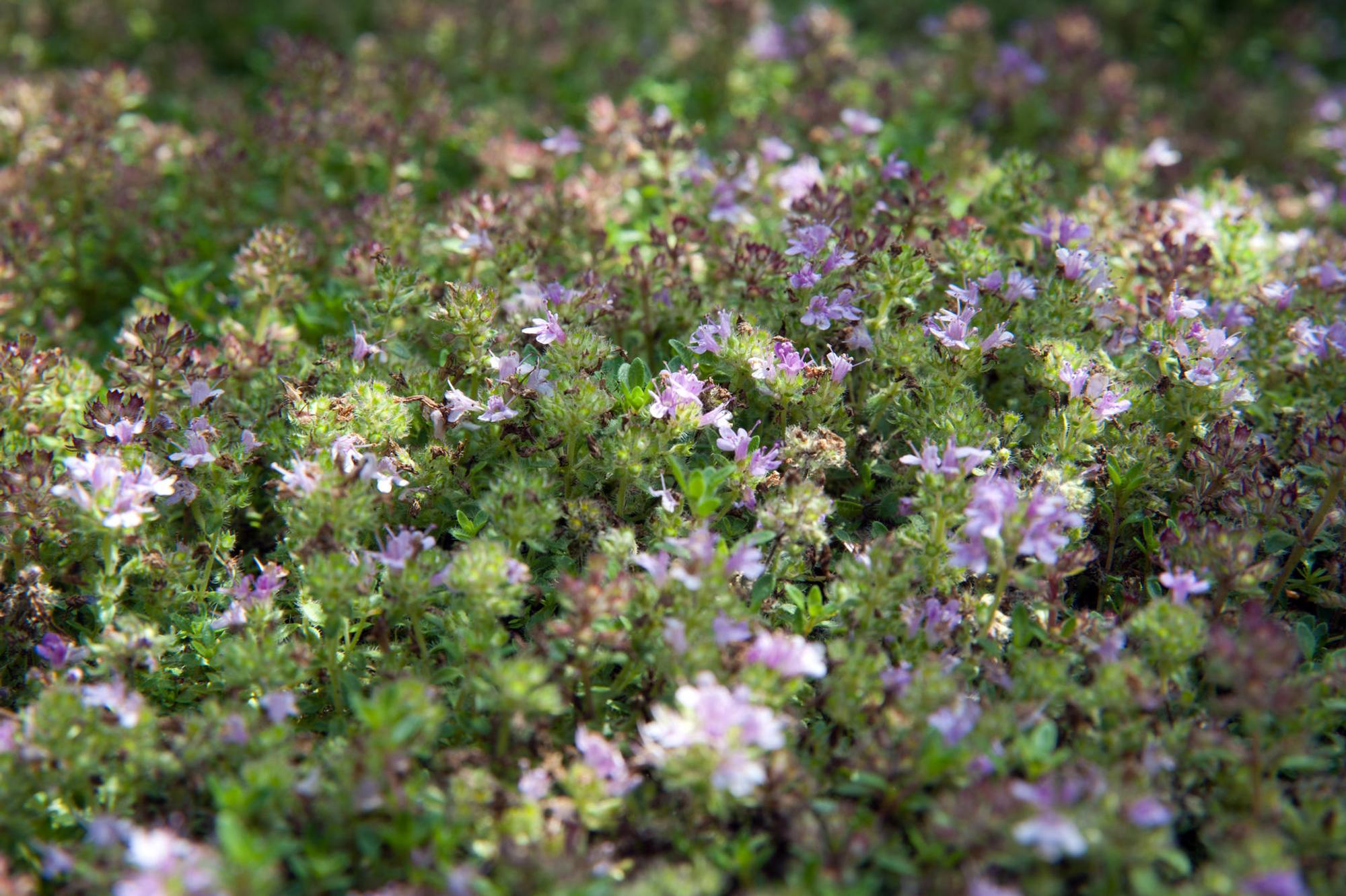 wildkräuter
