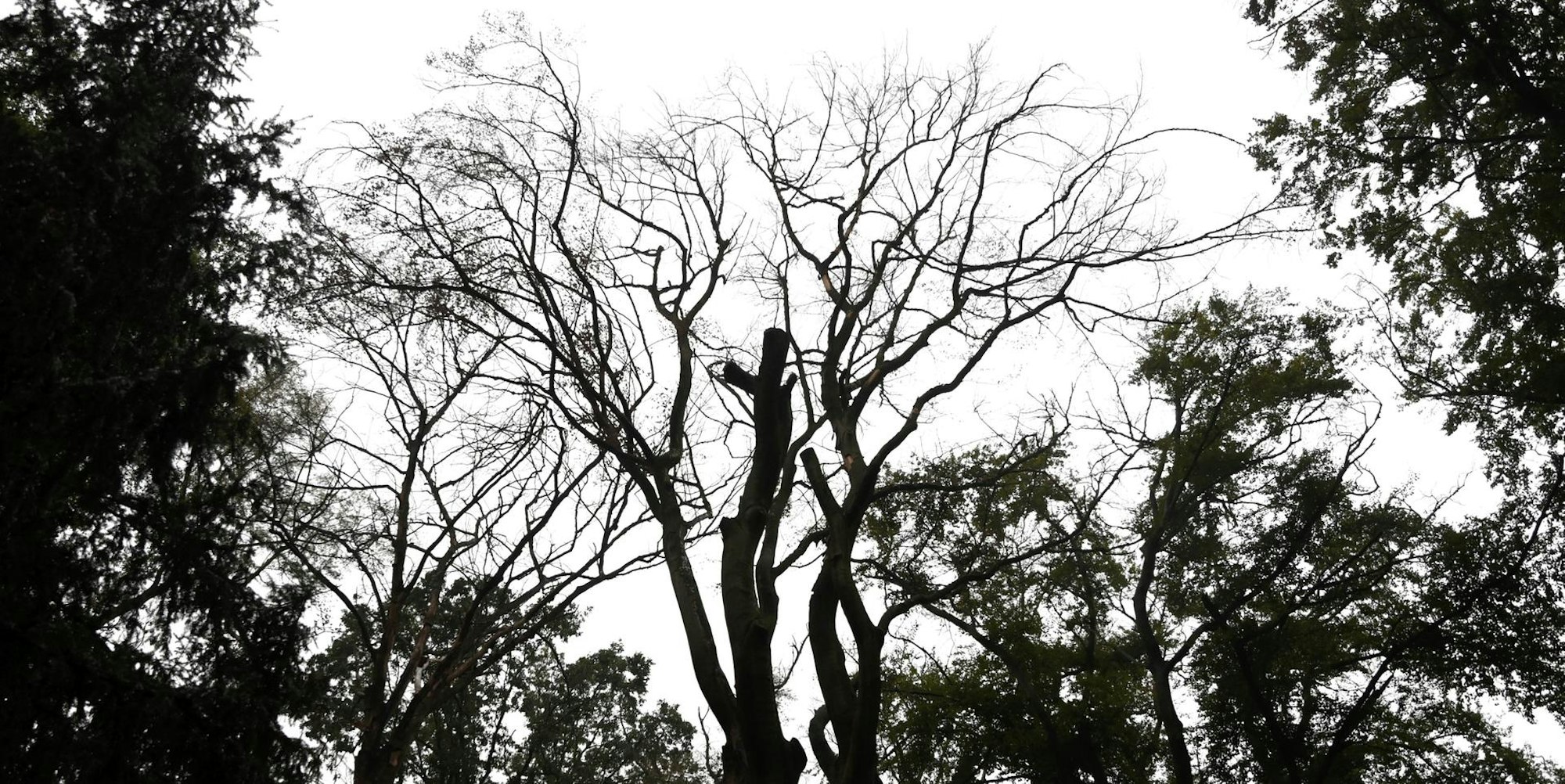 20200929-RAK-ZukunftdesWaldes-008