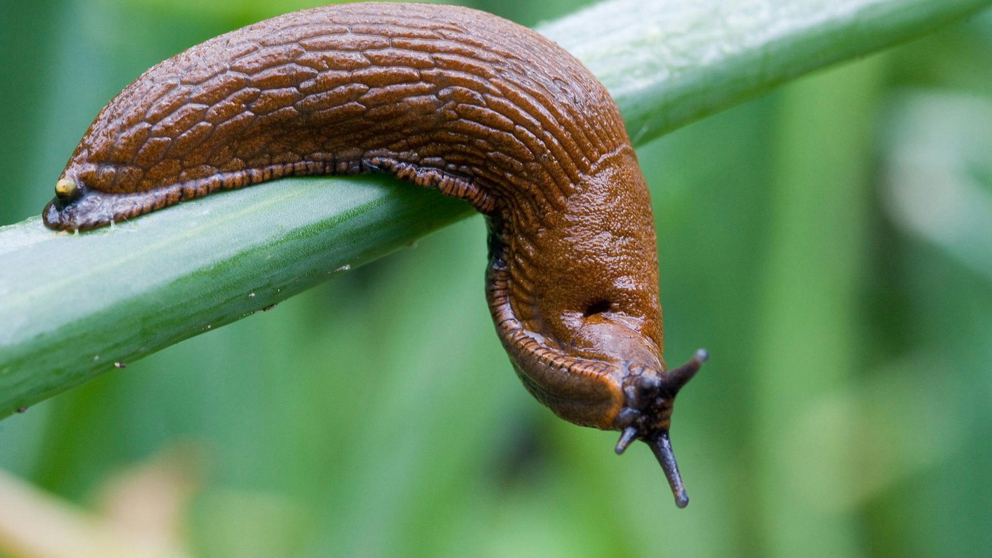 Spanische Wegschnecke