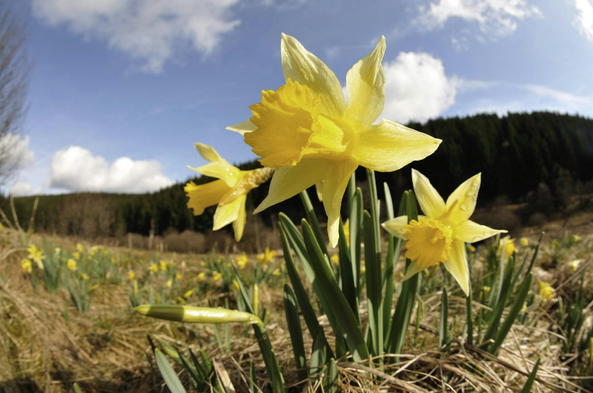 Narzisse oleftal imago