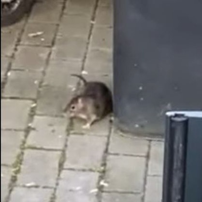 Leverkusen Ratte Screenshot Video