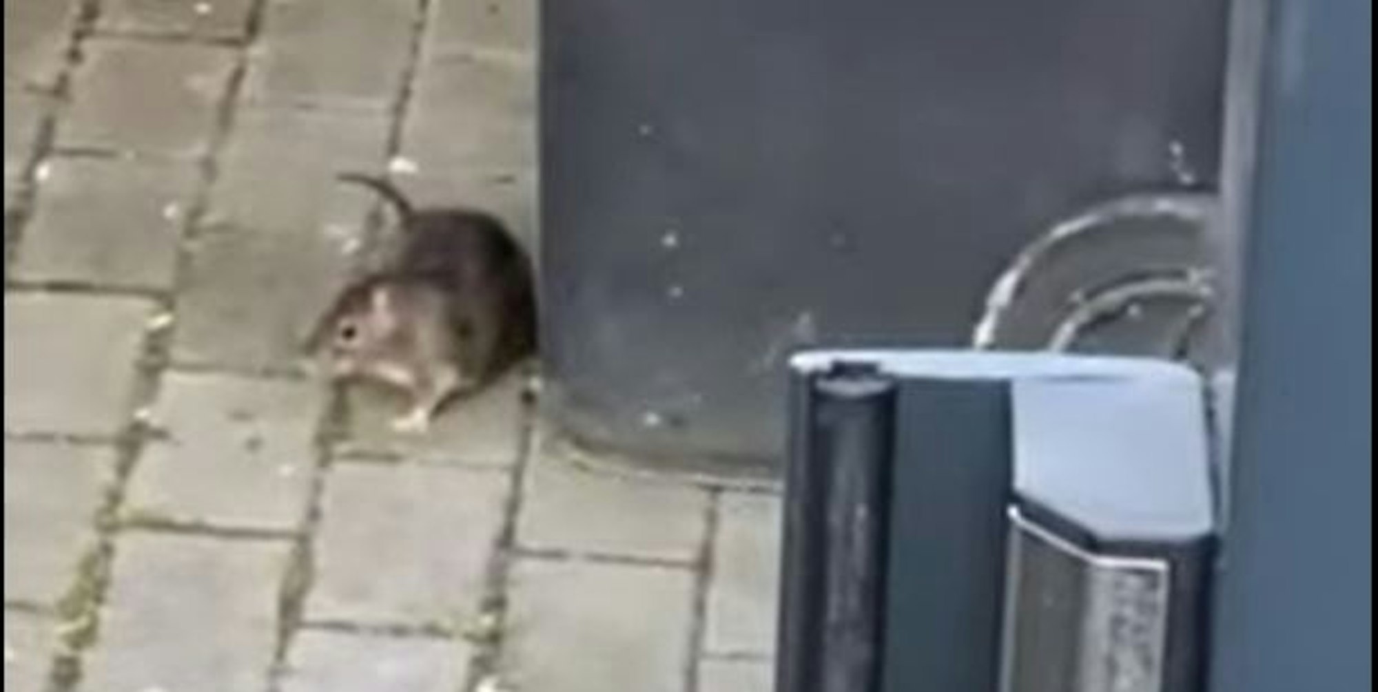 Leverkusen Ratte Screenshot Video