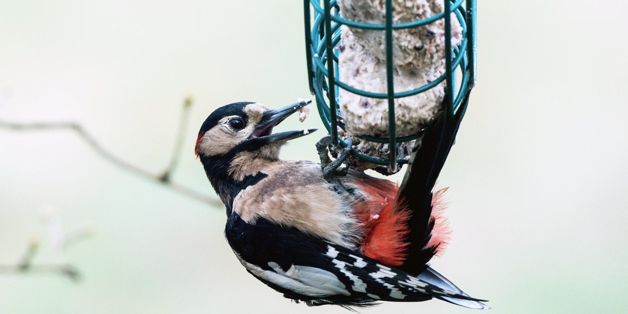 vogelfutterstelle