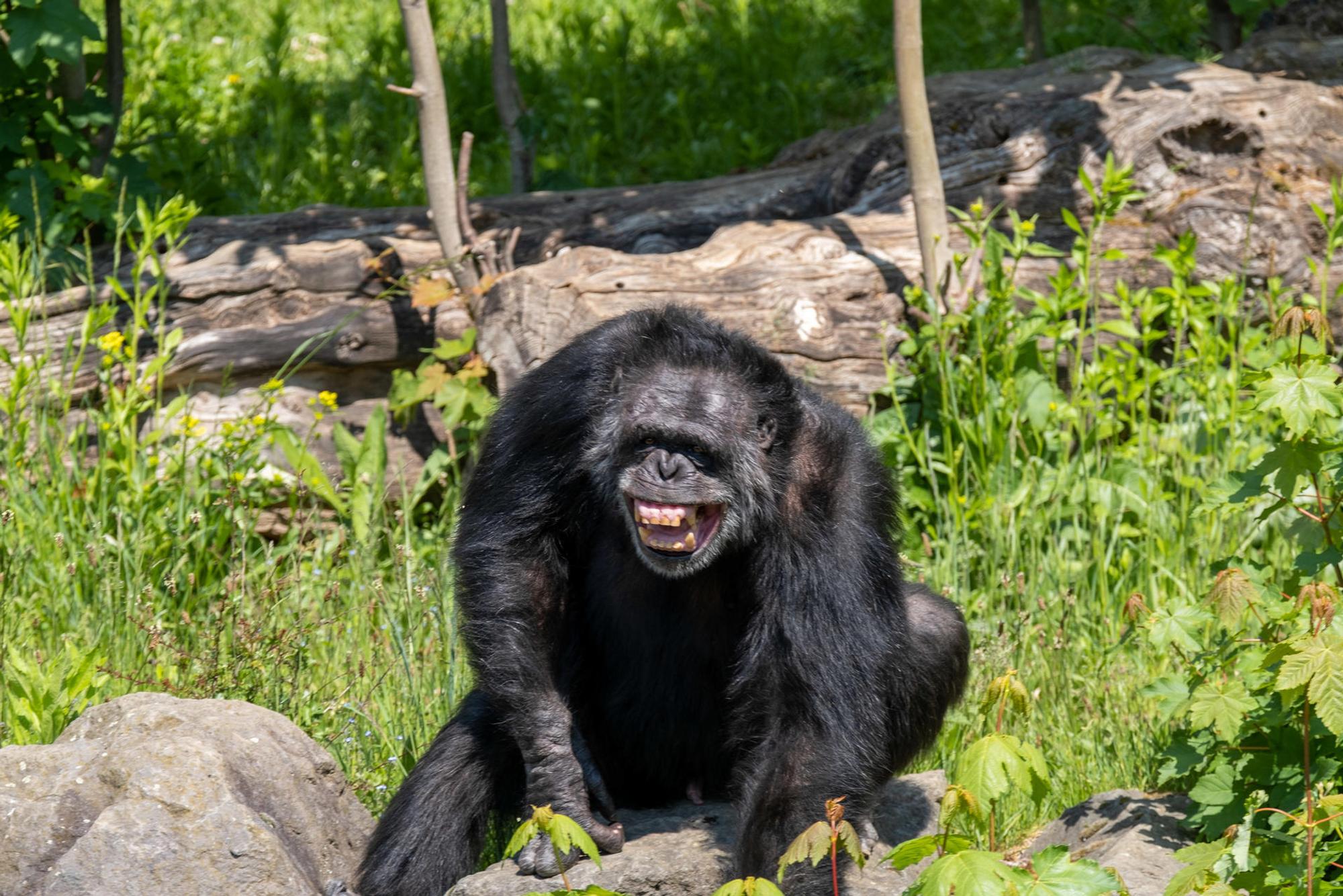 GA_Zoo_Neuwied_Affe