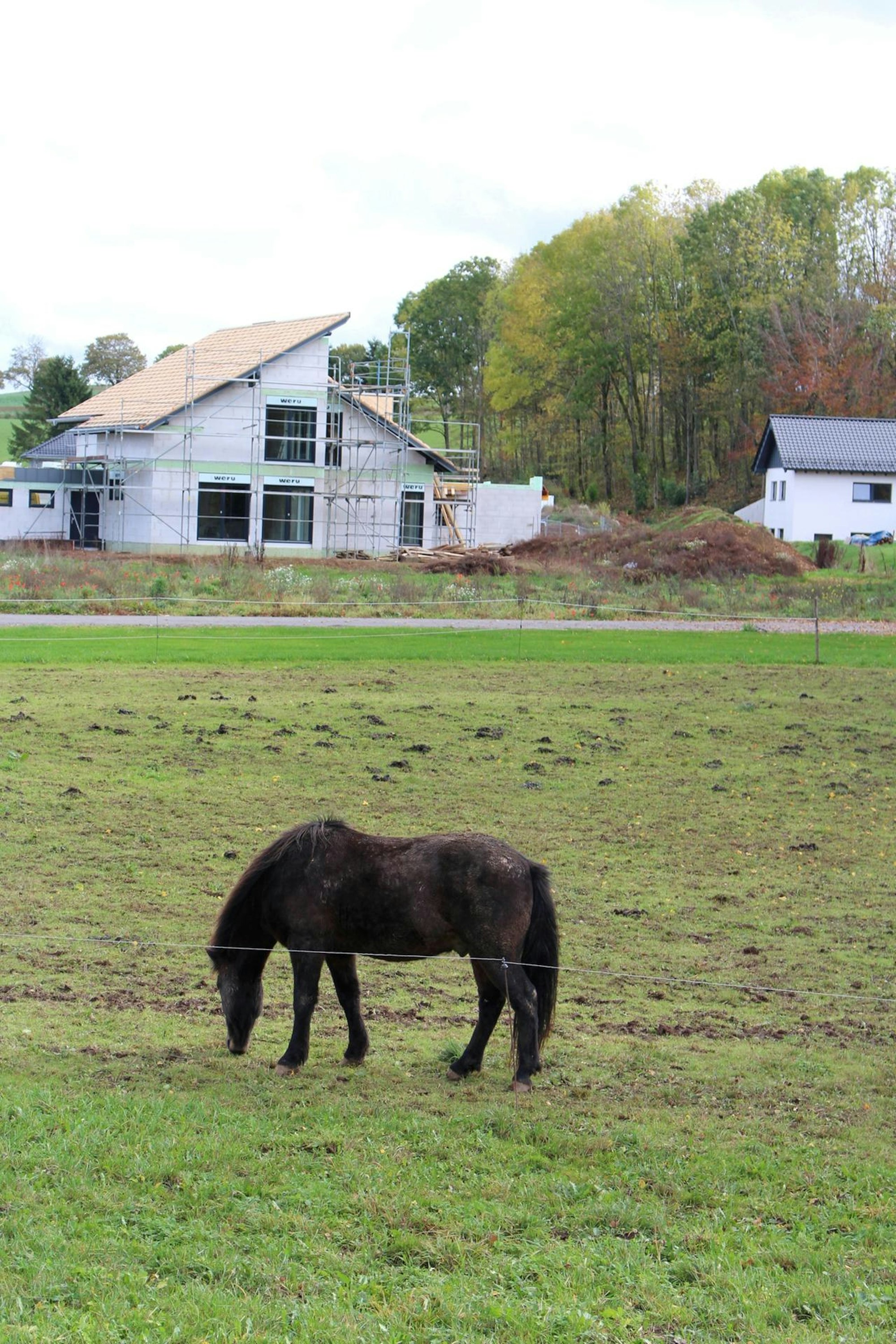 Pferd NETTERSHEIM HC